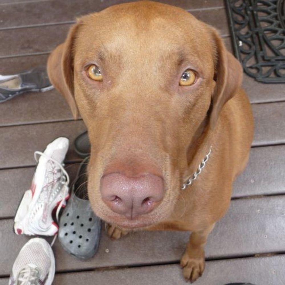 Meet your Posher, Robert